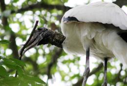 WoodStork